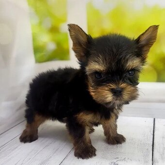 Niesamowicie piękny szczeniak rasy Yorkshire Terrier.
 - 3