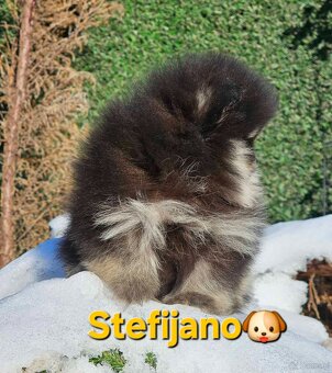 Pomeranian BOO – wygląd pluszowego misia, szpic pomerański - 3