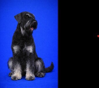 RIESEN SCHNAUZER - 3