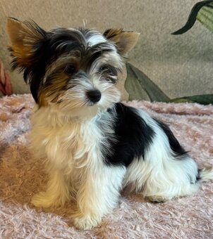 Suczka Biewer Yorkshire Terrier FCI / ZKwP - 3