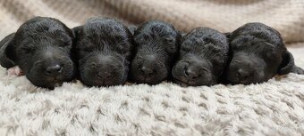 Bedlington terrier - 3