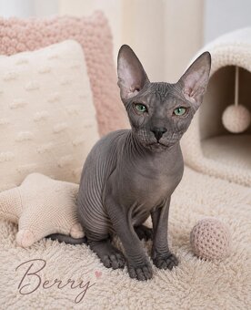 Don sphynx - 3