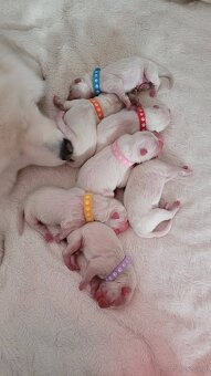 Szczenięta Samoyed ZKwP / FCI koniec marca / kwietnia - 3