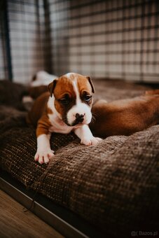 Szczenięta amstaff - 3