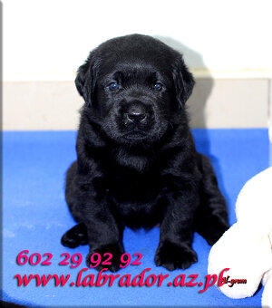 Labrador retriever czarne szczenięta - 3