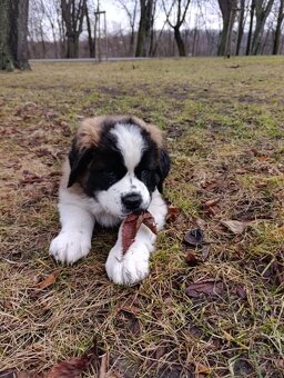 Bernardyn-szczenięta - 3