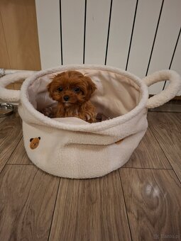 Cavapoo mini suczka - 3