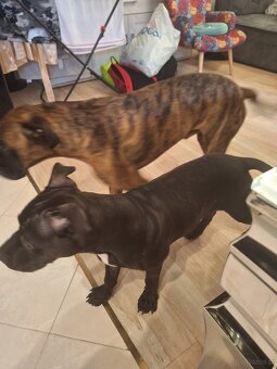 Amstaff szczeniak - 3