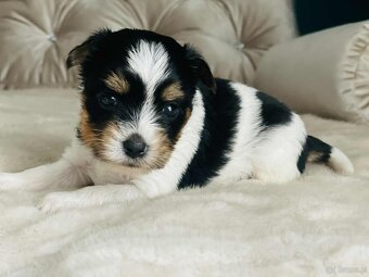 York Biewer - cudna suczka po sprawdzonych przodkach. - 3