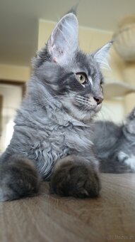 Maine coon FPL - 3