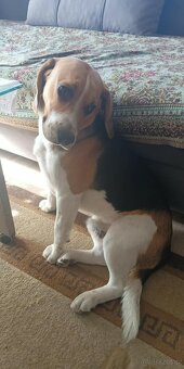 Beagle szuka partnerki - 3