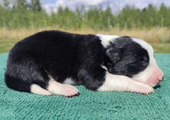 Prześliczna Suczka BORDER COLLIE - pełna dok. super rodzice - 3