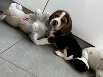 Beagle szczeniak - 3