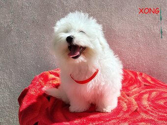 SUCZKA biała Coton De Tulear szczenię ZHPR UCI Kraków - 3