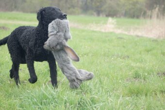 Szczenięta curly coated retriever ZKwP/FCI - 3