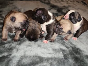 Buldog francuski - 3