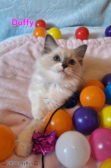 Ragdoll s PP - 3