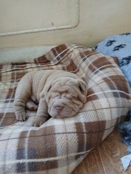 Sharpei, shar pei s PP - 3