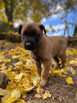 Owczarek belgijski - 3