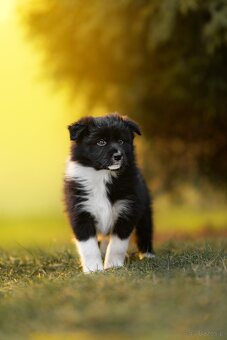 Border Collie - 3
