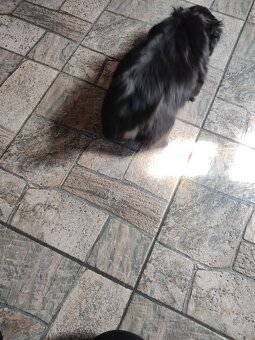 Piesek shih-tzu - 3