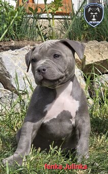 American bully XL suczka dostępna do odbioru - 3