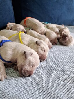 Golden retriever - 3