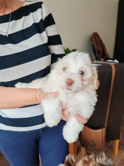 Szczeniak Hawańczyk - 3