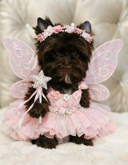 York Czekoladowa Barbi z Bajki. Dokumenty. Hodowla z Bajki. - 3