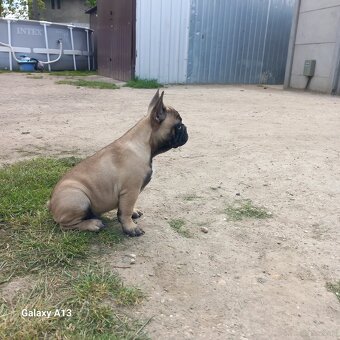 Buldog Francuski - 3