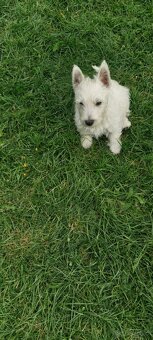 Szczeniaczek chłopiec West Highland White Terrier ZKwP FCI - 3