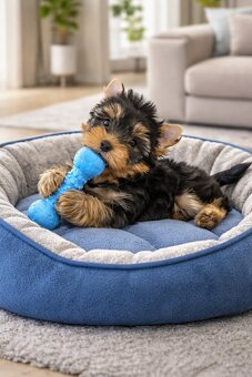 York Super Mario z Bajki. Dokumenty. Hodowla z Bajki. - 3