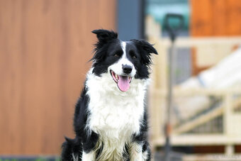 ZAPOWIEDŹ MIOTU Border Collie FCI/ZKwP - 3