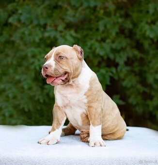 American bully - 3