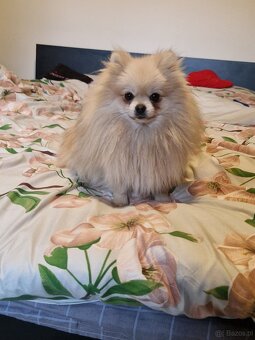 Szpic miniaturowy - 3