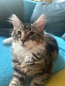 Maine Coon - 3