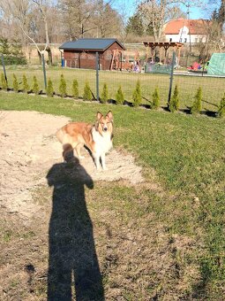 Owczarek Szkocki Collie - 3