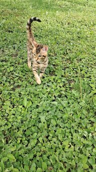 Koty Bengalskie - 3