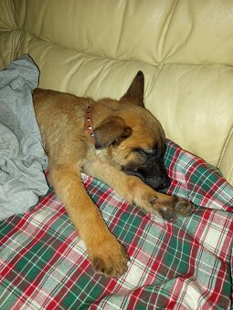 Owczarek belgijski - 3