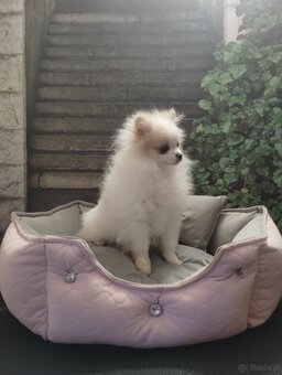 5 miesięczne suczka szpic miniaturowy -Pomeranian - 3