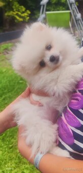 Szpic pomeranian - 3
