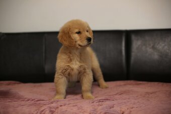 GOLDEN RETRIEVER-złote, ZKwP/FCI, typ amerykański - 3