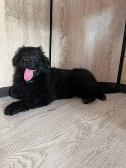 Owczarek niemiecki długowłosy czarny FCI - 3