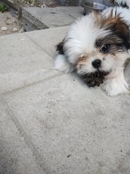 Suczka mieszanka pekińczyk -shih tzu - 3