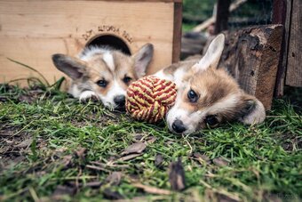 Kto pokocha szczenię Welsh Corgi? - 3