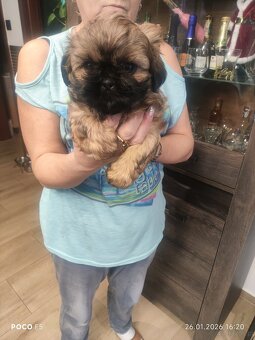 Sprzedam śliczne szczeniaczki rasy shih tzu - 3