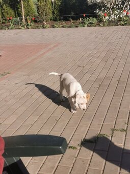 Suczka i piesek amstaff - 3