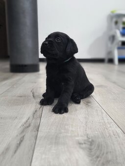 Labrador retriever - 3