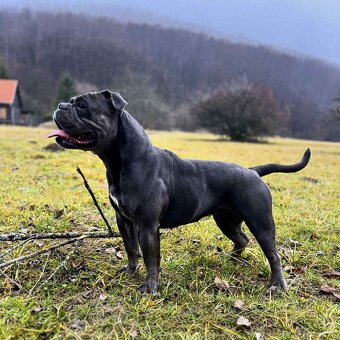 Buldog Staroangielski - Old English Bulldog - 3