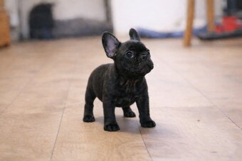 Buldog francuski chłopiec Dyzio pręgowany ciemny FCI - 3